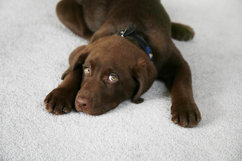 Best Carpet Cleaning Tips For Pet Owners