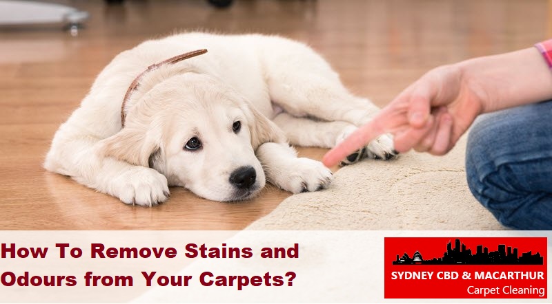 How To Remove Stains and Odours from Your Carpets?